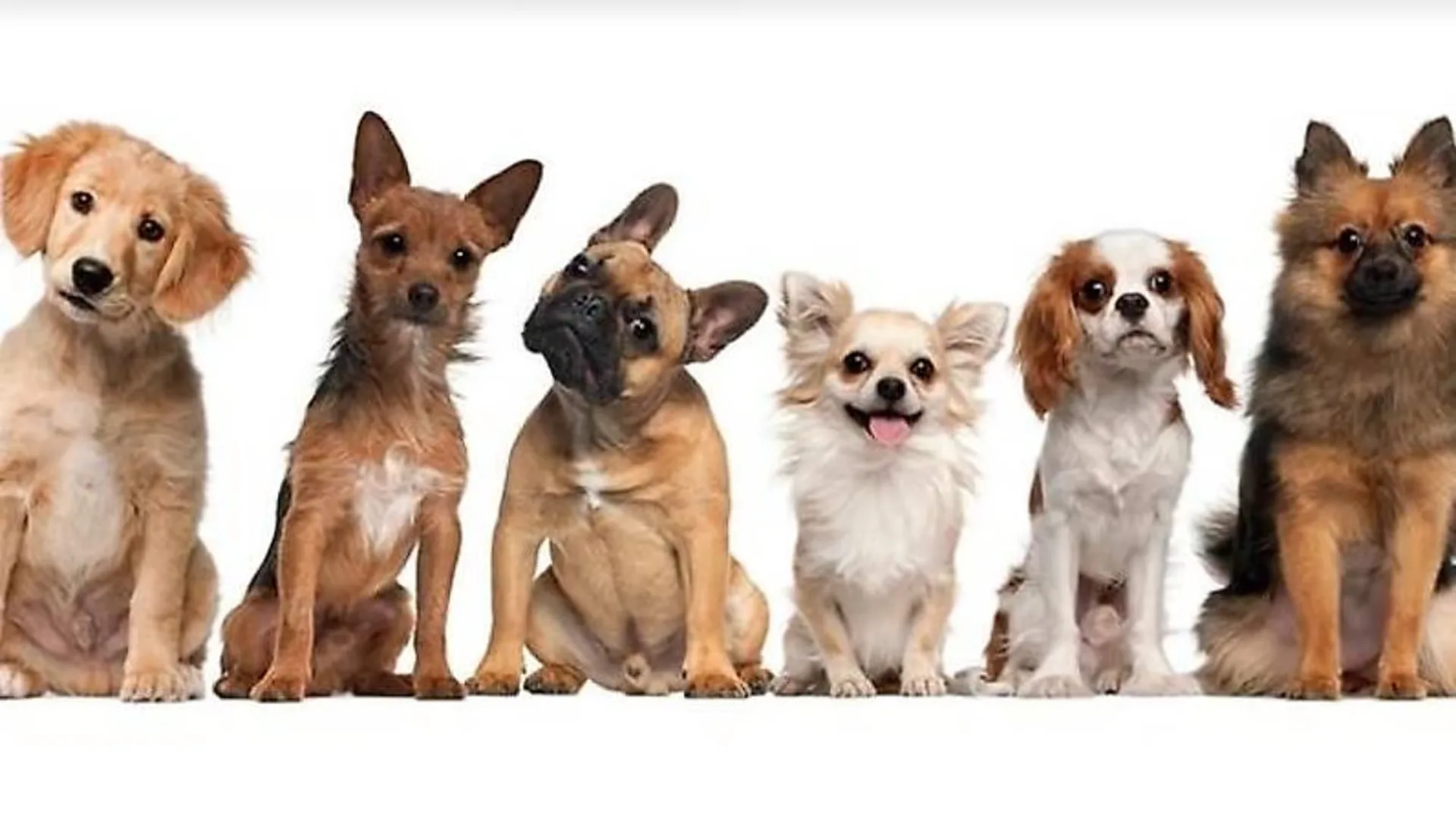 Hundehort mit behördlicher Baubewilligung sucht Nachfolger