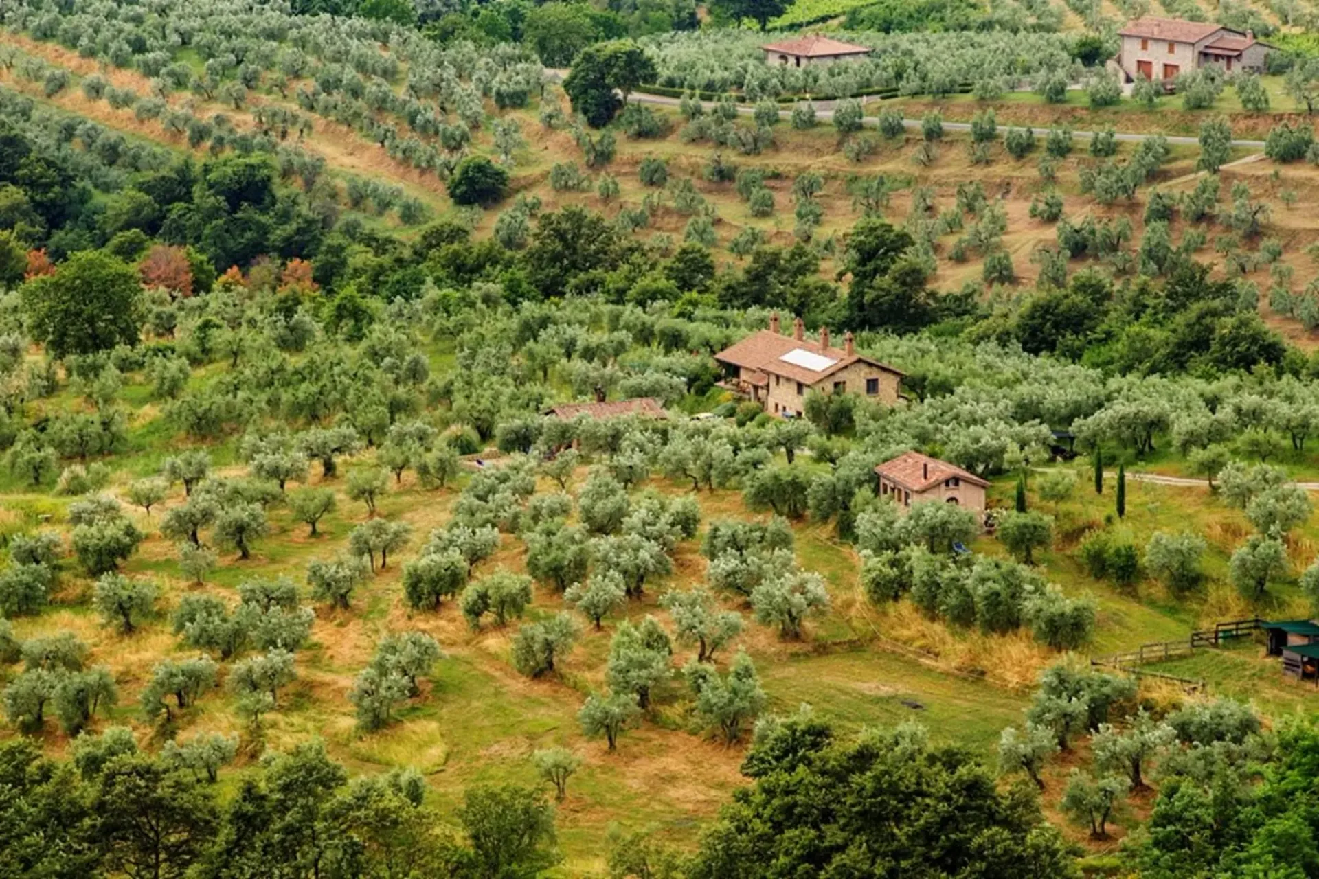 Charmante Landwirtschaftliche Liegenschaft mit Olivenhain in Sonnino (Lazio, Italien)