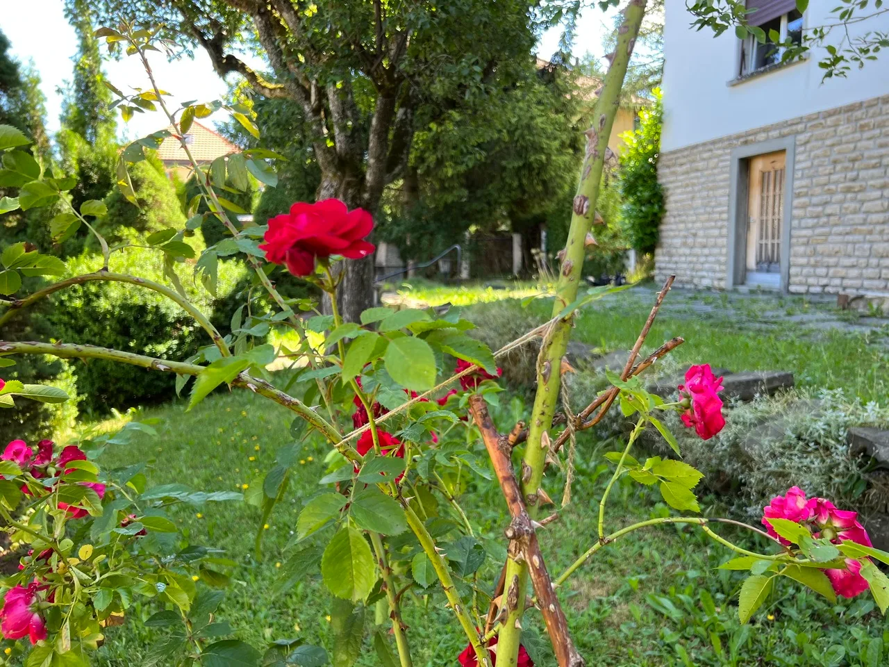 5.5 rooms with garden, close to all amenities