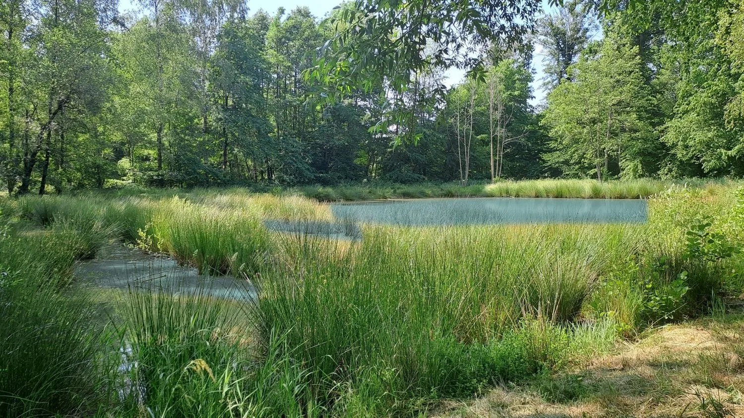 Freizeitgrundstück mit 2 Teichen in Saint-Ulrich (68210) – 10.100 m²