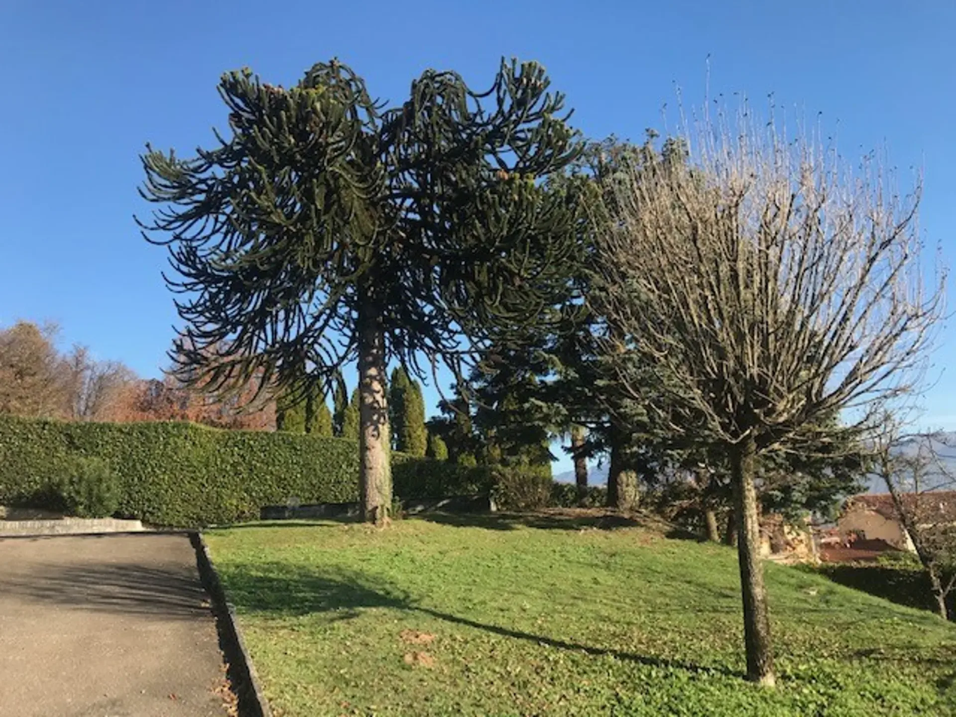 Bauplatz von 705 m² in der Zone Montalbano in Stabio
