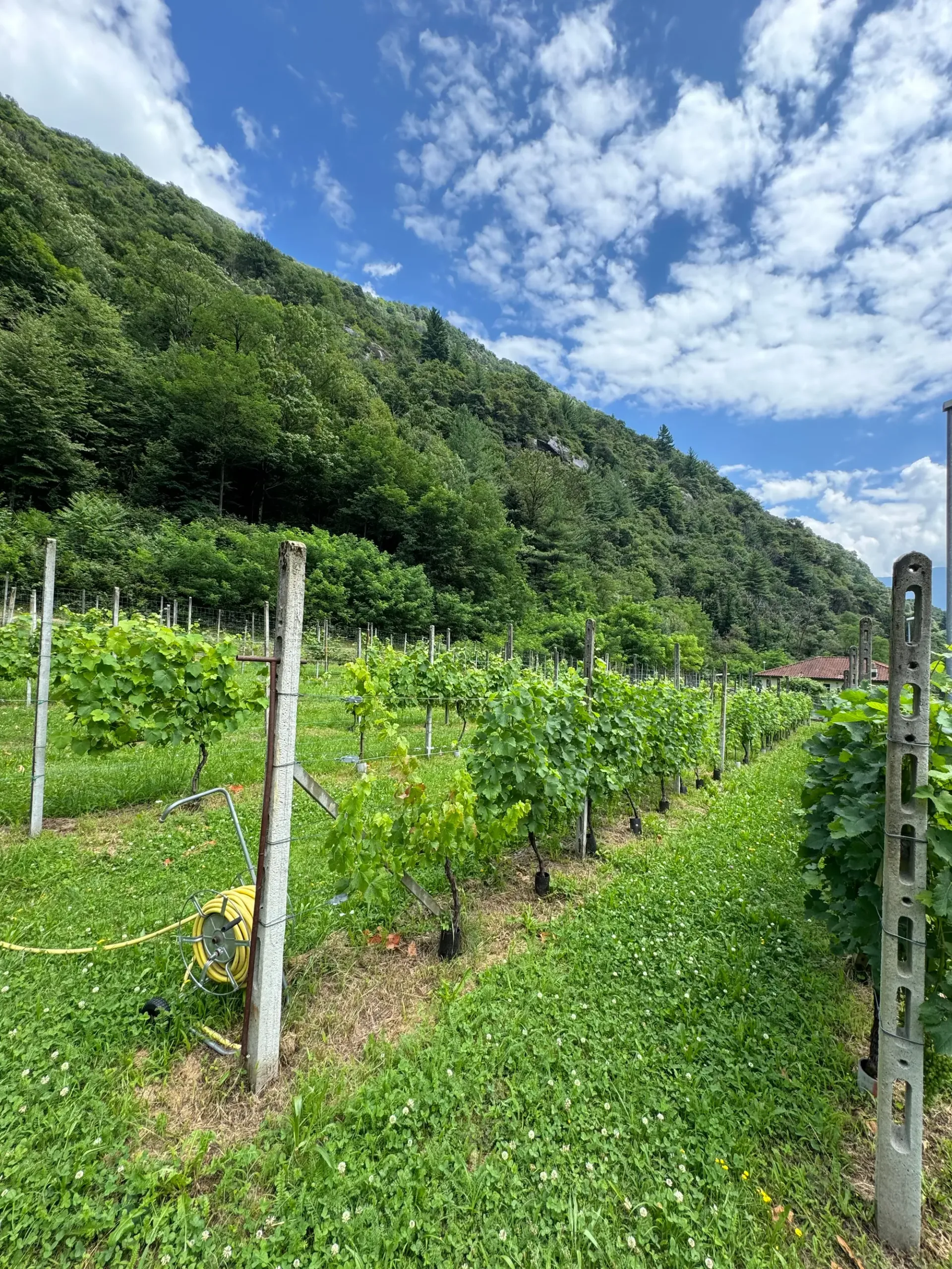 Baugrundstück mit ebener Oberfläche in Cresciano, 6705 Riviera, zum Verkauf
