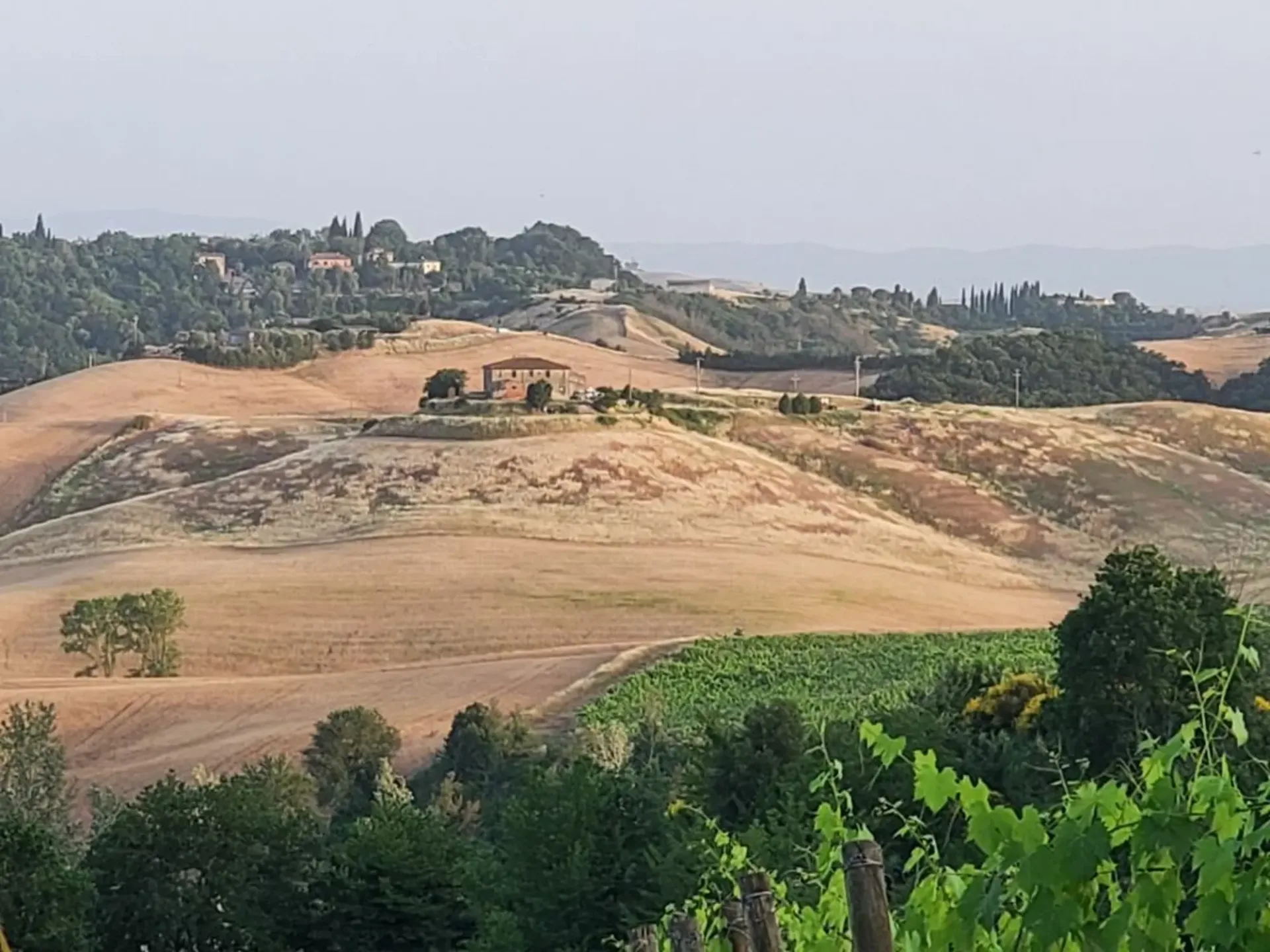 Weinberge von ca. 500 Hektar mit Oliven, Wald mit Trüffeln in Chianti