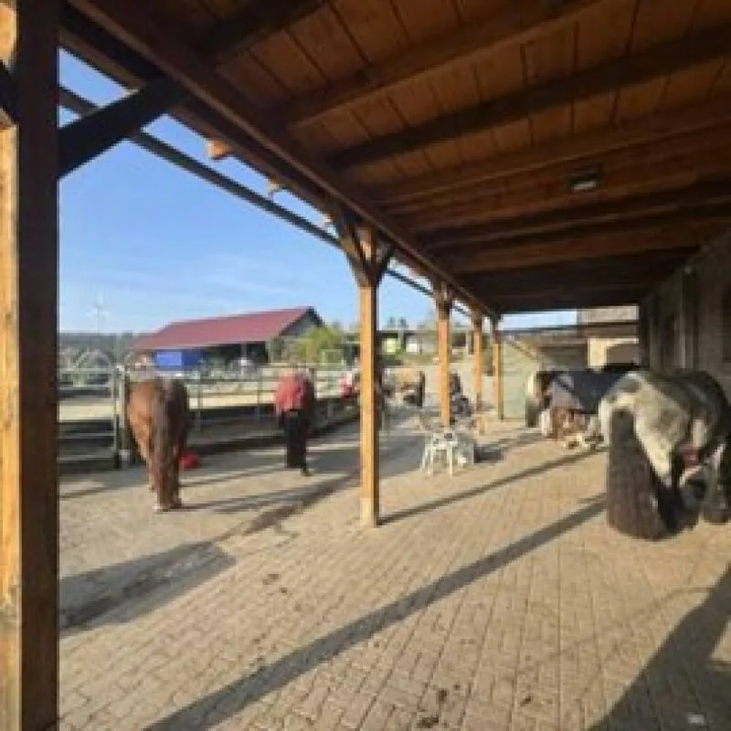 Reitsportimmobilie mit Wohnung/Einzelzimmer und Reitalle