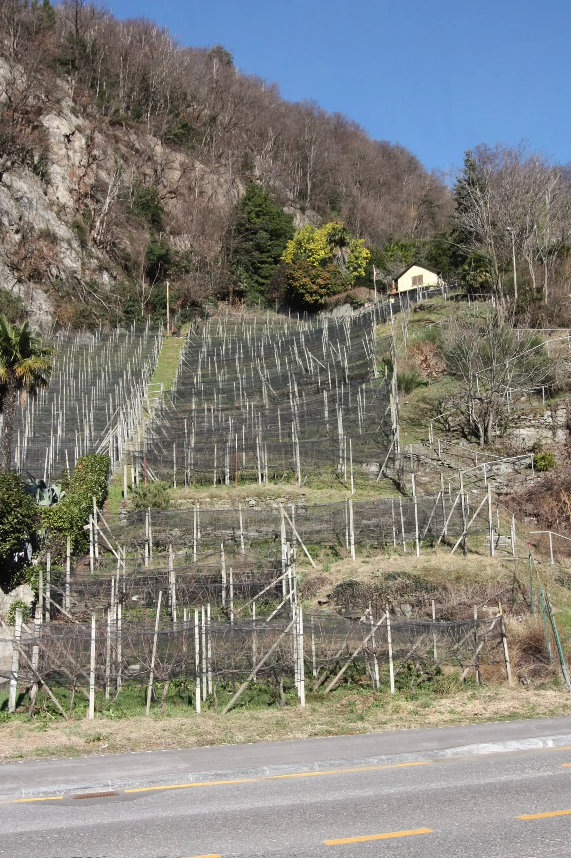 Weinberg-/Ackerland, mit 400 Merlot-Reben