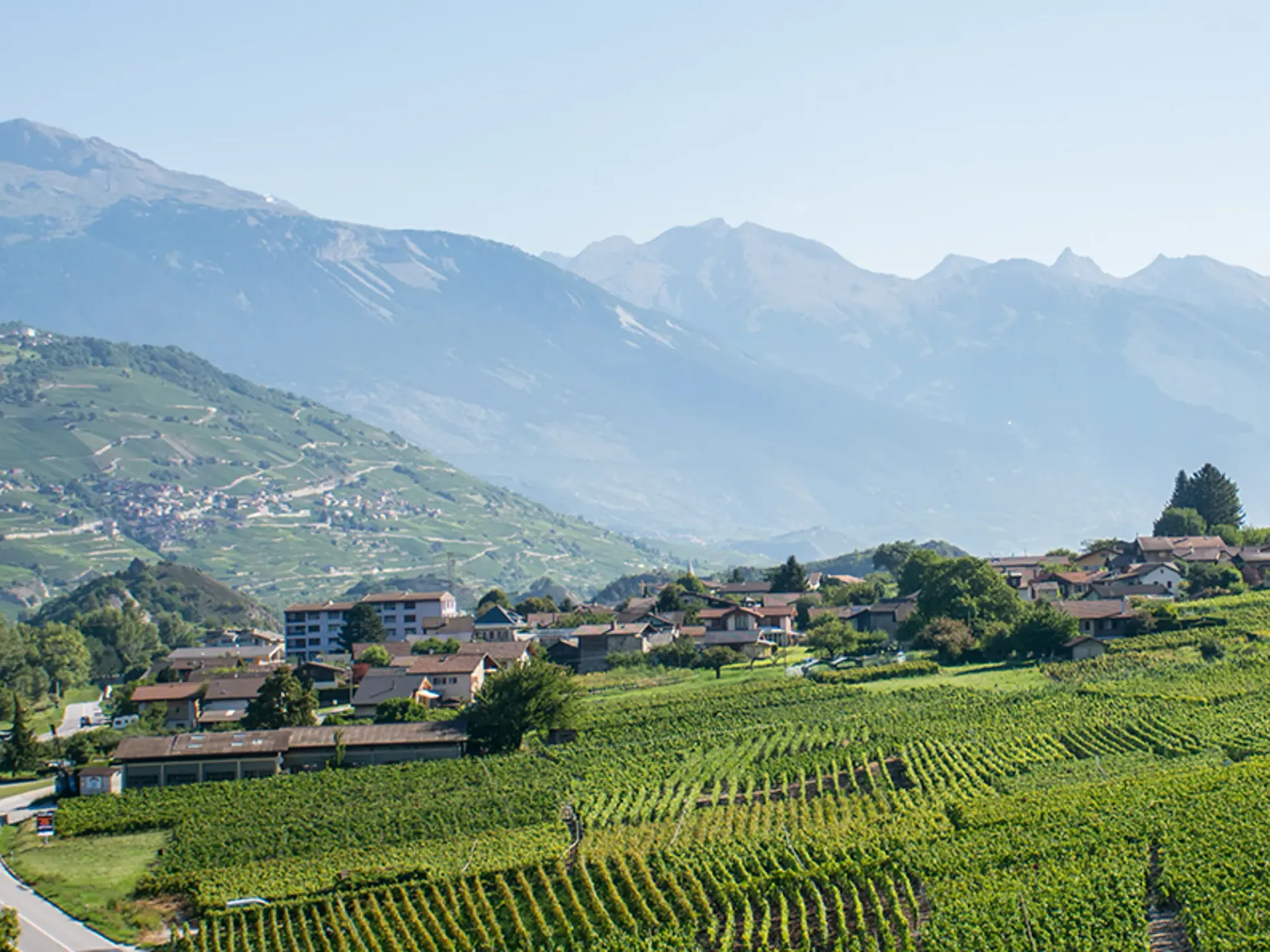 Weinberge / Landwirtschaftliche Zonen